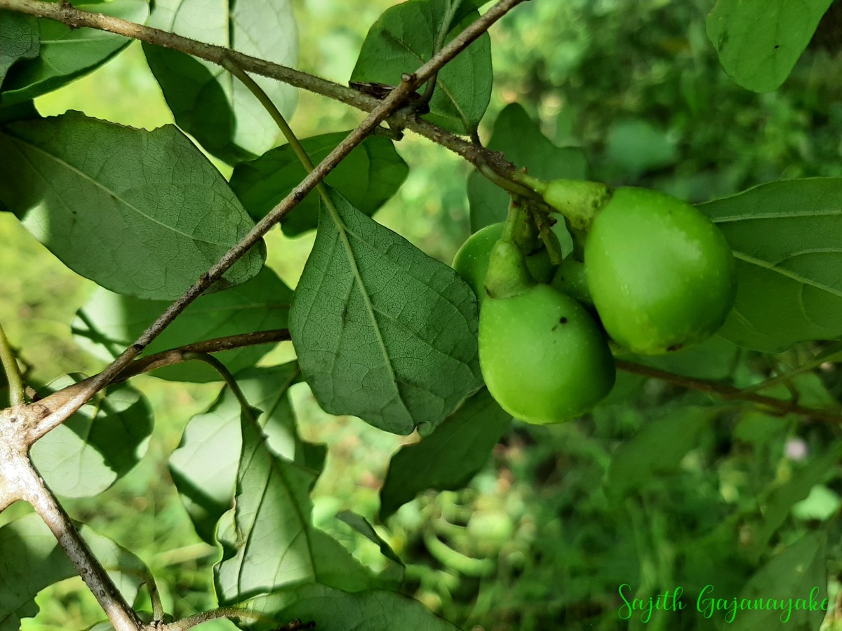 Gmelina asiatica L.